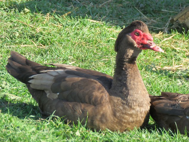 Canard de Barbarie brun sauvage et noir sauvage