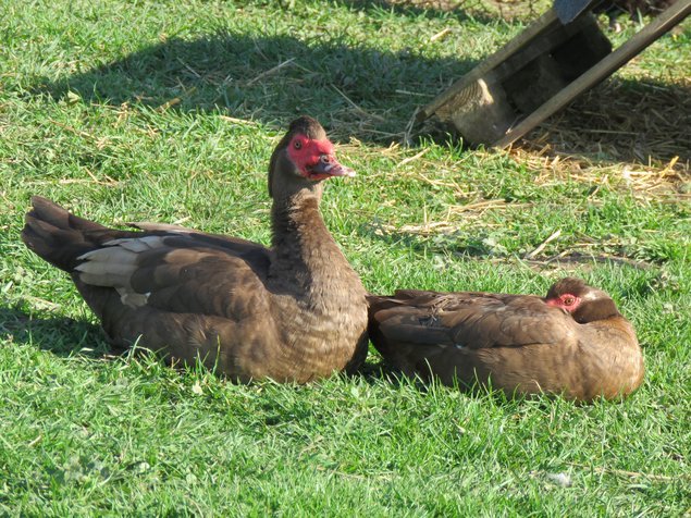 Canard de Barbarie brun sauvage et noir sauvage