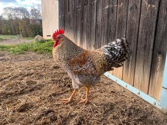 Oeufs de couleurs (Olive Egger)