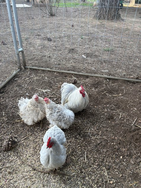 oeufs fécondés Pékin gris perle
