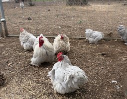 oeufs fécondés Pékin gris perle