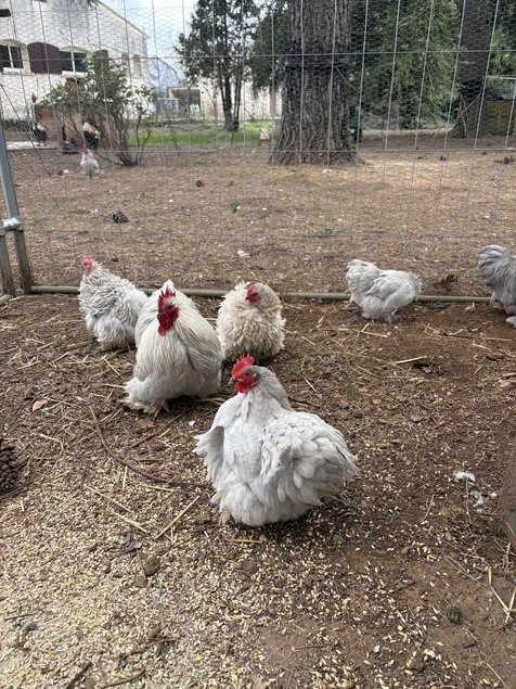 oeufs fécondés Pékin gris perle