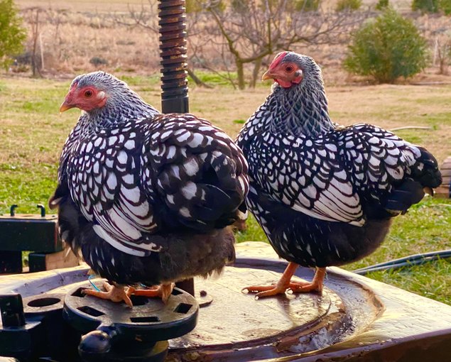 MELANGE de Wyandotte naine et Pékin - 12 oeufs - Assurance transport comprise - Fontolive