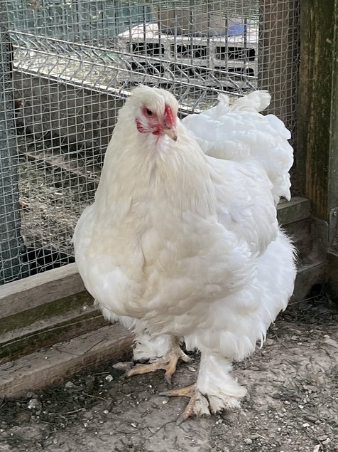 Oeuf Brahma