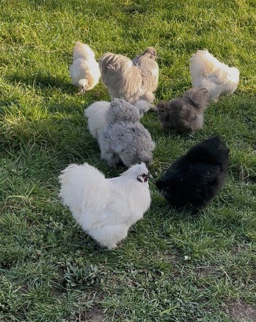 Oeufs fécondés poule de soies