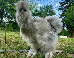 Oeufs fécondés poule de soies