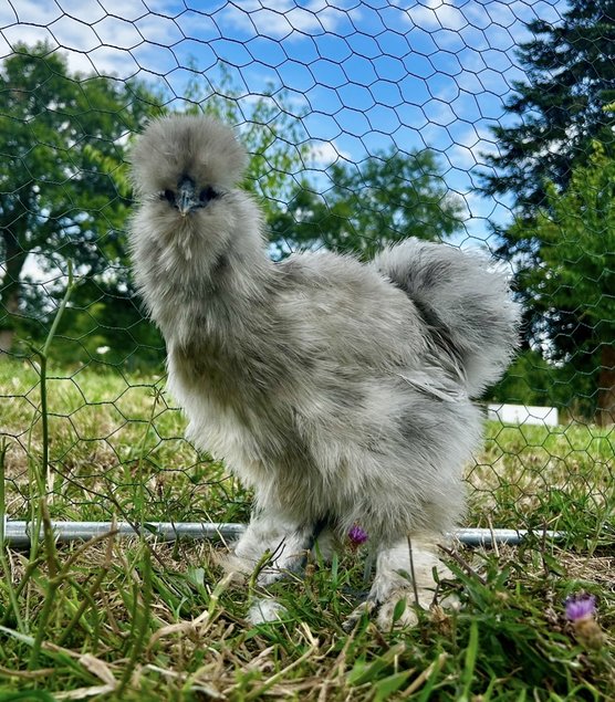 Oeufs fécondés poule de soies