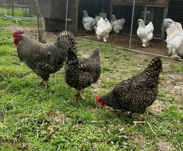 Oeufs fécondés coucou de Rennes