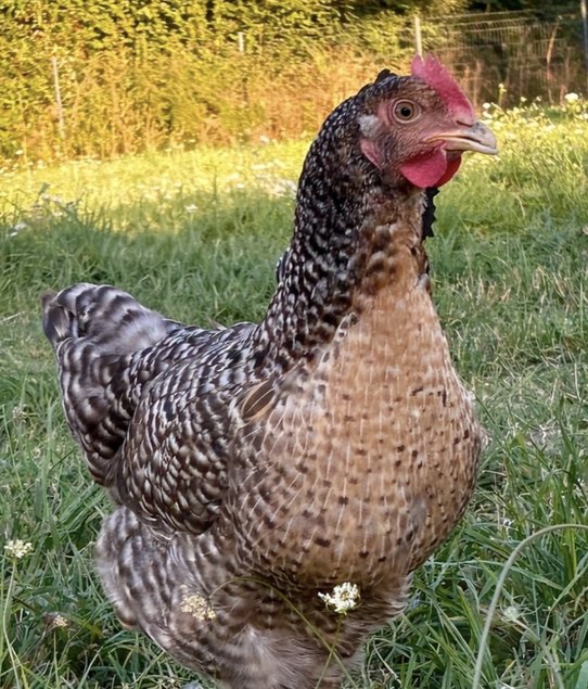 Oeufs fécondés coucou de Rennes