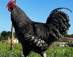 Oeufs fécondés coucou de Rennes