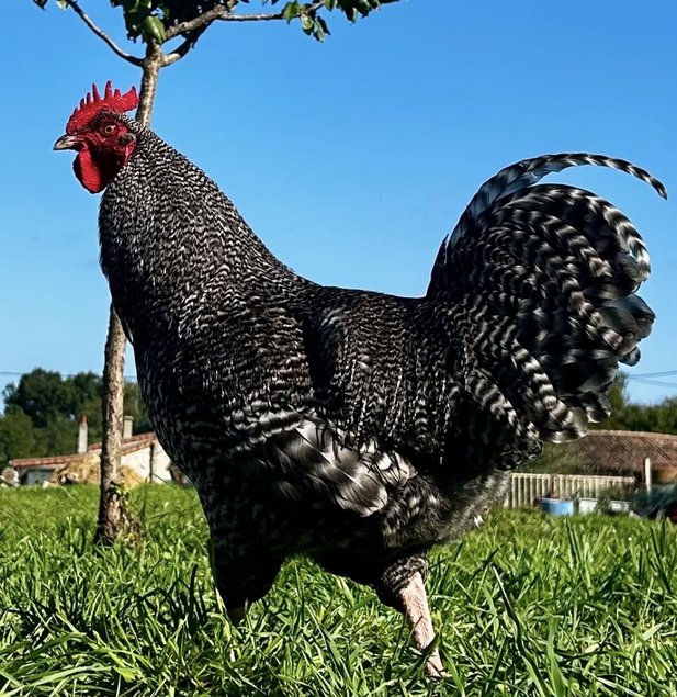 Oeufs fécondés coucou de Rennes