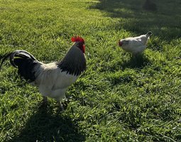 Oeufs fécondés Sussex