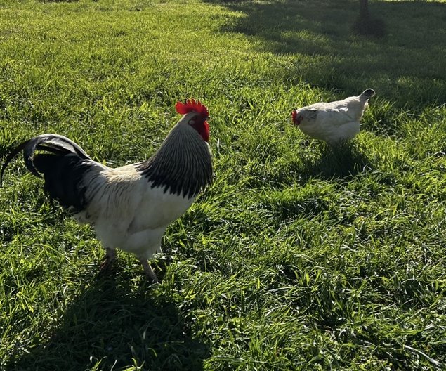 Oeufs fécondés Sussex