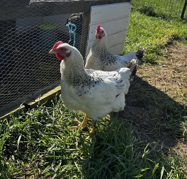 Oeufs fécondés Sussex