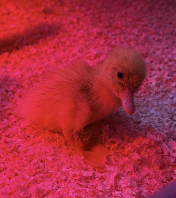 Oeufs de canne Pékin