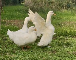 Oeufs de canne Pékin