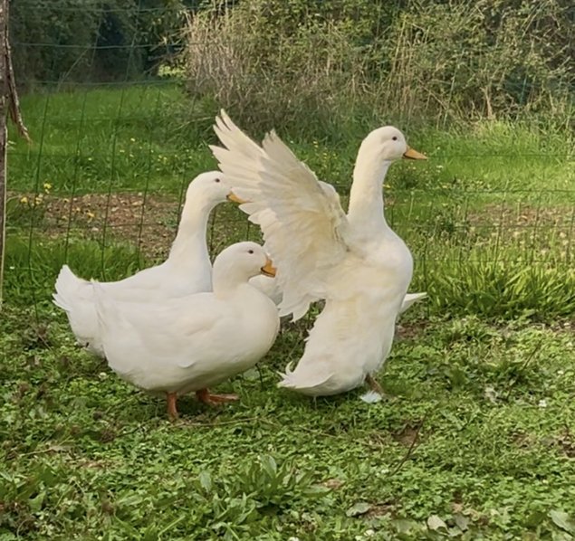 Oeufs de canne Pékin