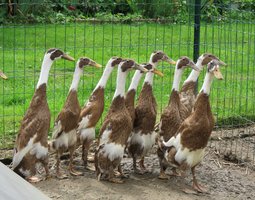 Canard coureur indien brun sauvage foncé panaché