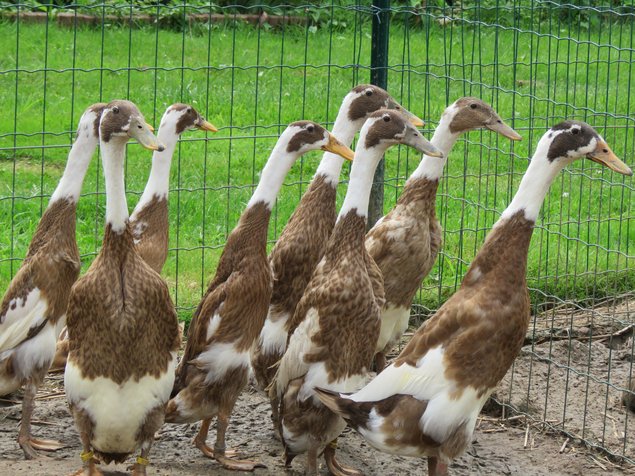 Canard coureur indien brun sauvage foncé panaché