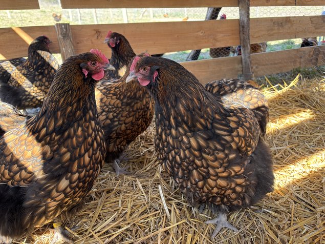 Orpington fauve à liseré noir OFALN (ex-ODAL) Grande Race - BIO