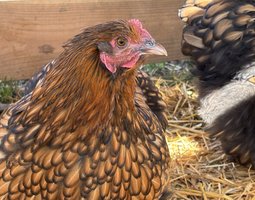 Orpington fauve à liseré noir OFALN (ex-ODAL) Grande Race - BIO