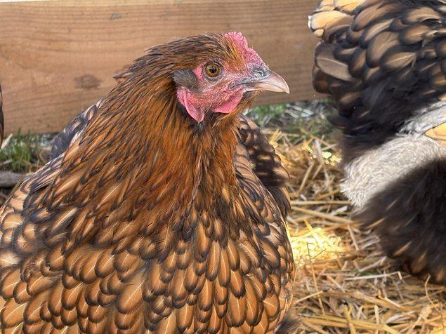 Orpington fauve à liseré noir OFALN (ex-ODAL) Grande Race - BIO