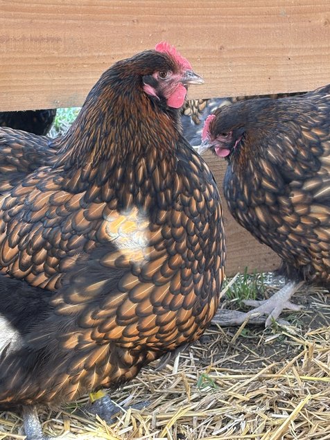 Orpington fauve à liseré noir OFALN (ex-ODAL) Grande Race - BIO