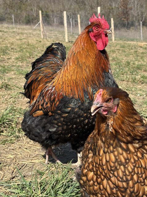 Orpington fauve à liseré noir OFALN (ex-ODAL) Grande Race - BIO