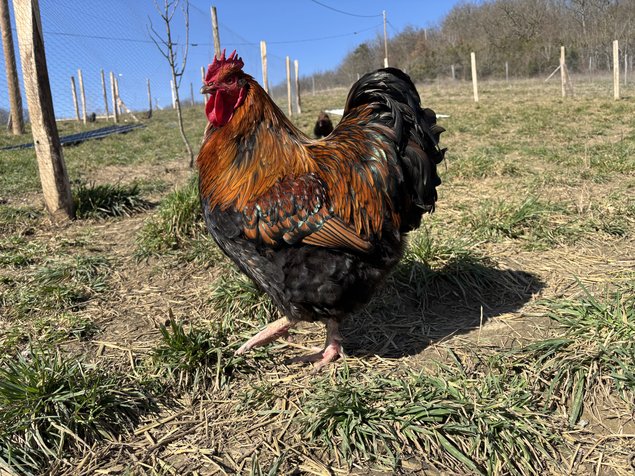 Orpington fauve à liseré noir OFALN (ex-ODAL) Grande Race - BIO