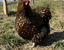 Orpington fauve à liseré noir OFALN (ex-ODAL) Grande Race - BIO