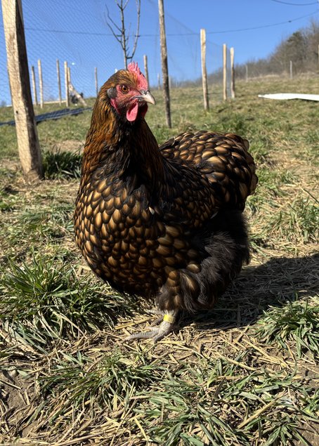 Orpington fauve à liseré noir OFALN (ex-ODAL) Grande Race - BIO