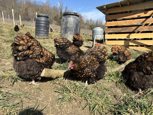 Orpington fauve à liseré noir OFALN (ex-ODAL) Grande Race - BIO