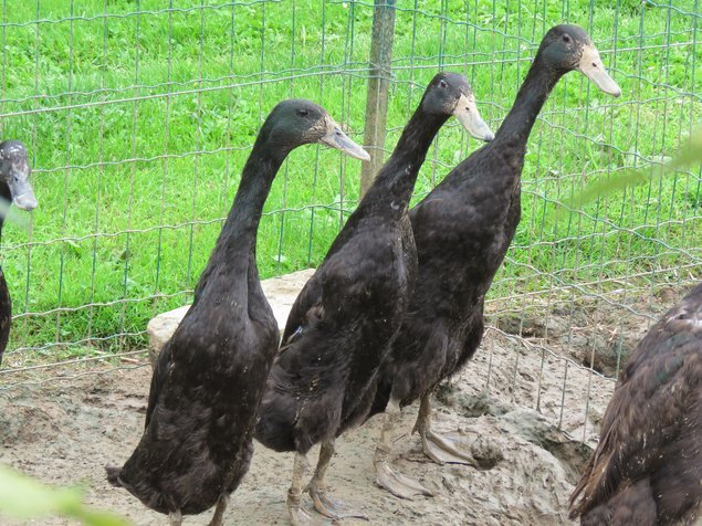 Canard coureur indien noir et bleu