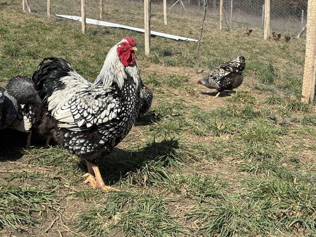 Wyandotte argenté GR - BIO (11 + 1 Gratuit)