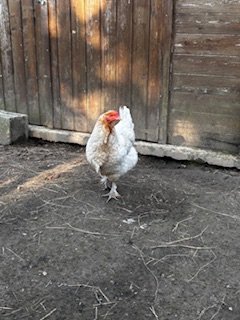 Œufs fécondés à couver. Panier coloré. Marans leghorn f1 f2 cream legbar