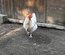 Œufs fécondés à couver. Panier coloré. Marans leghorn f1 f2 cream legbar