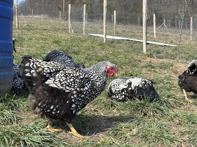 Wyandotte argenté GR - BIO (11 + 1 Gratuit)