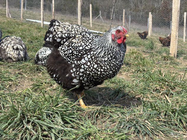 Wyandotte argenté GR - BIO (11 + 1 Gratuit)