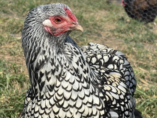 Wyandotte argenté GR - BIO (11 + 1 Gratuit)