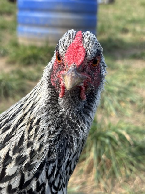 Wyandotte argenté GR - BIO (11 + 1 Gratuit)