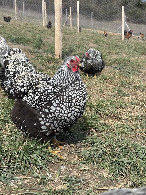 Wyandotte argenté GR - BIO (11 + 1 Gratuit)