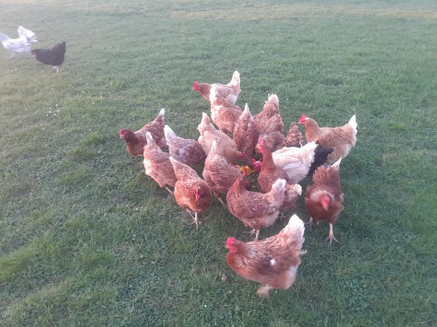 Œufs à couver toutes races confondues.