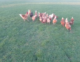 Œufs à couver toutes races confondues.