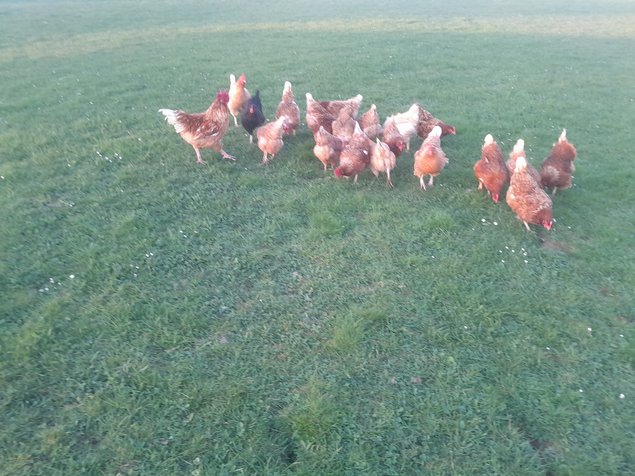 Œufs à couver toutes races confondues.