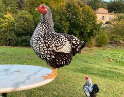 Wyandotte argentée à liseré noir - PETITE race - 8 oeufs - Assurance transport comprise - Fontolive
