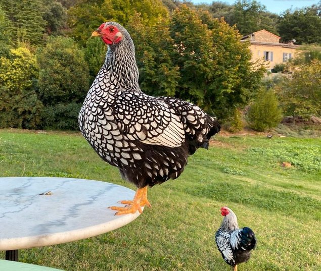Wyandotte argentée à liseré noir - PETITE race - 8 oeufs - Assurance transport comprise - Fontolive