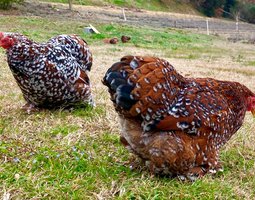 Pékin Porcelaine bleu rouge (Millefleurs) - 8 oeufs - Assurance transport comprise - Fontolive