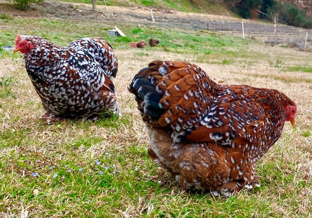 Pékin Porcelaine bleu rouge (Millefleurs) - 8 oeufs - Assurance transport comprise - Fontolive