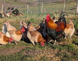 Marans froment doré