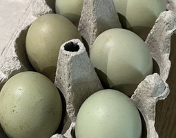 Olivette œufs fécondés